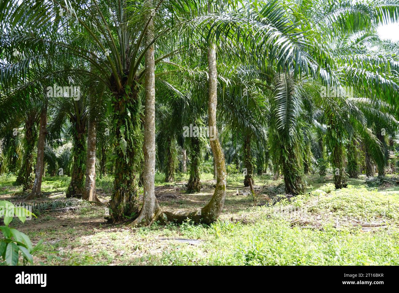 Oro delle palme: Le vaste distese di piantagioni di olio di palma che modellano il paesaggio di Bukit Lawang. Foto Stock