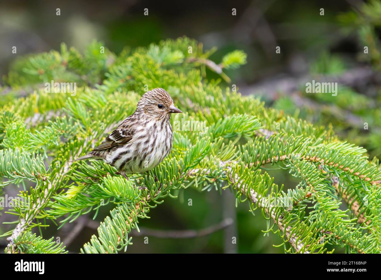 Pine Siskin arroccato sull'abete rosso nell'Alaska centro-meridionale. Foto Stock