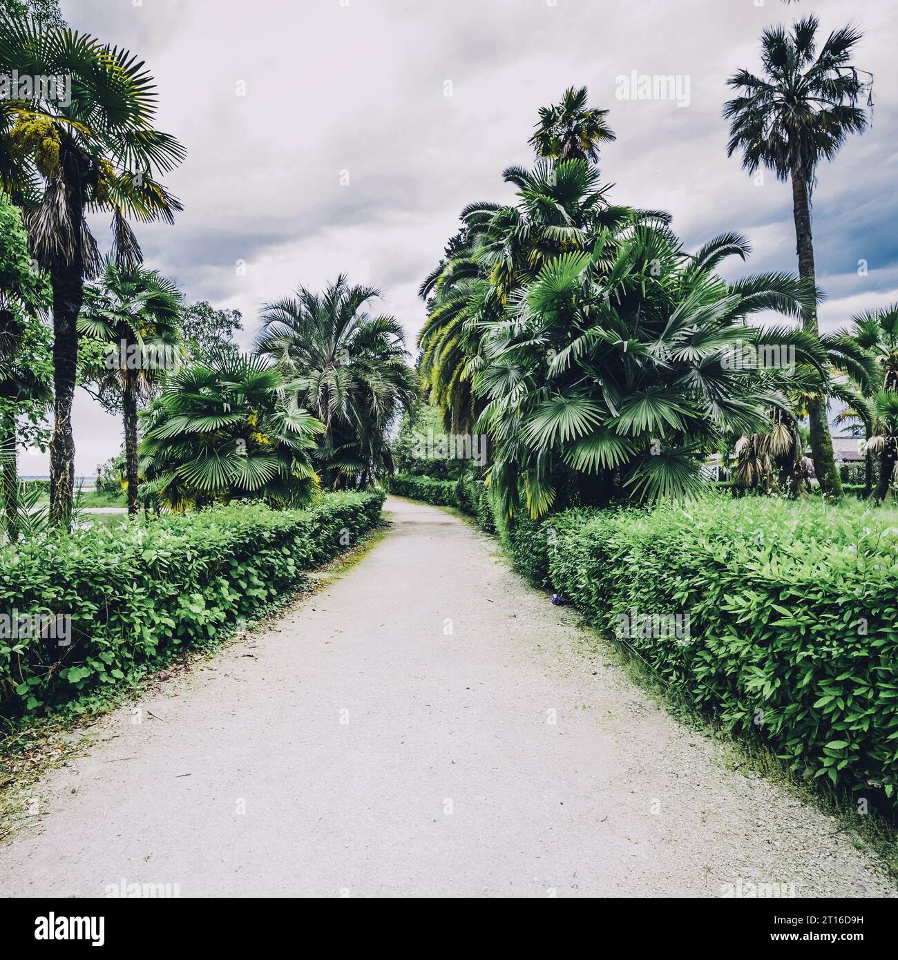 Palms giardino botanico. Estate sfondo tropicale naturale Foto Stock