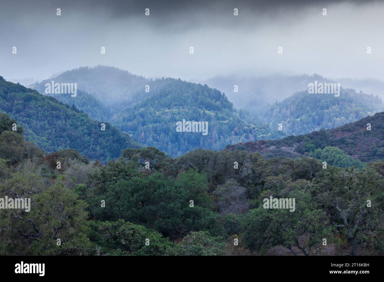 Foggy sorvola i cieli sulle montagne di Santa Cruz. Fremont Older Preserve, Santa Clara County, California, USA. Foto Stock