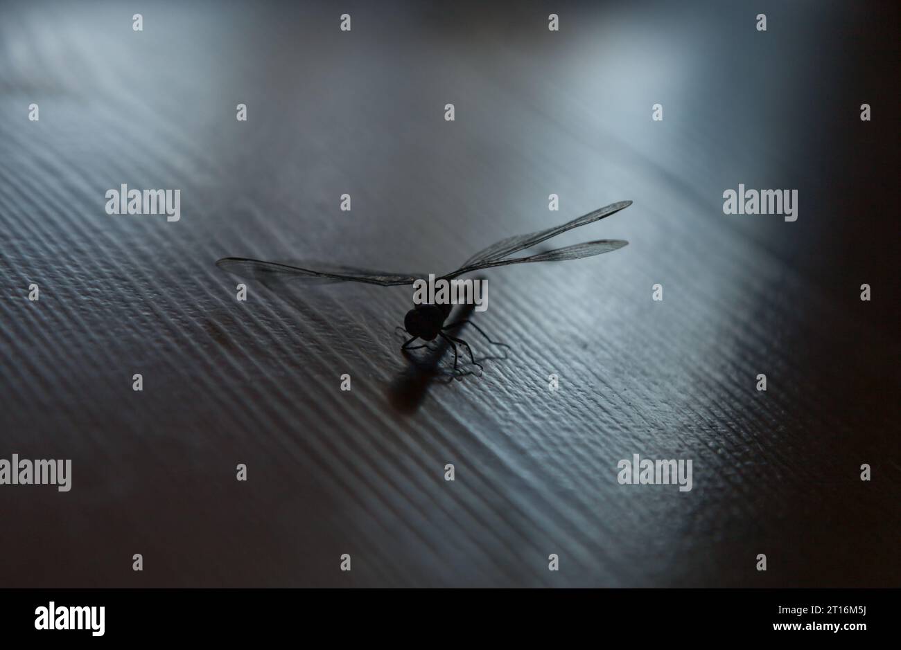 Silhouette di libellula in luce inversa. Primo piano Foto Stock