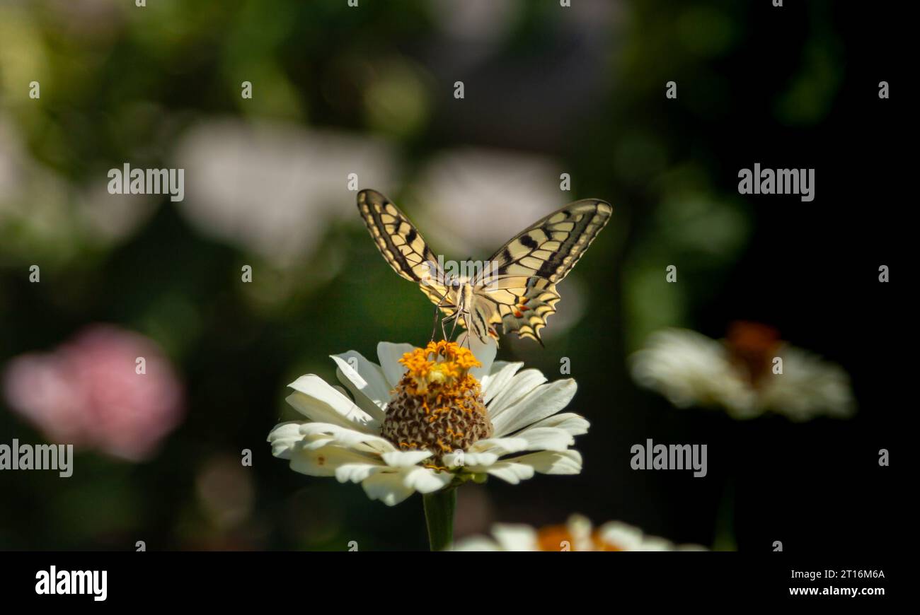 Una farfalla gialla e nera atterra su un fiore bianco. Primo piano della farfalla Swallowtail o Papilio machaon syriacus. Foto Stock