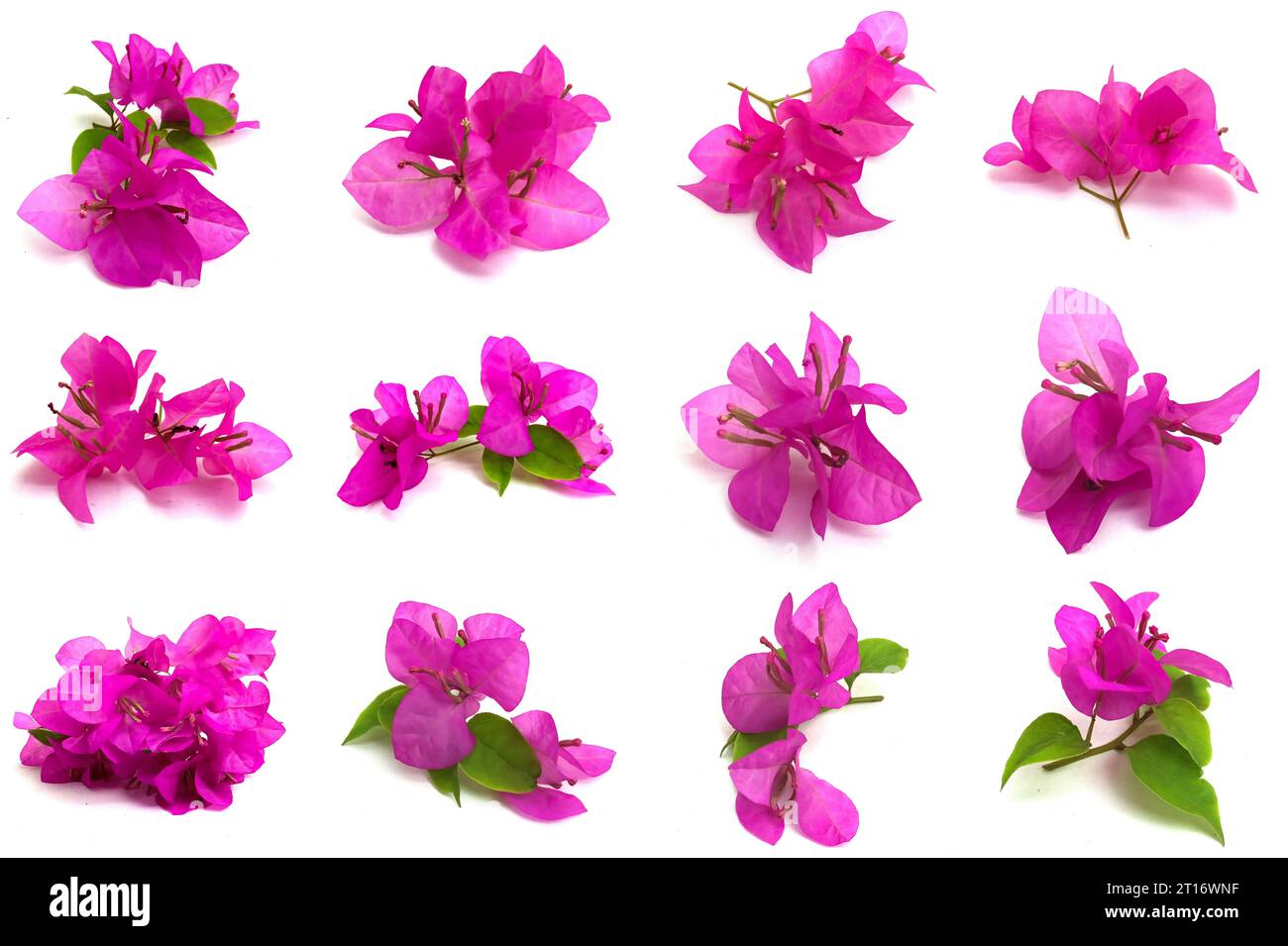 Set di piccoli fiori rosa Bougainvillea su sfondo bianco. Foto scattate da varie direzioni. Questa risorsa è molto adatta per creare la natura Foto Stock