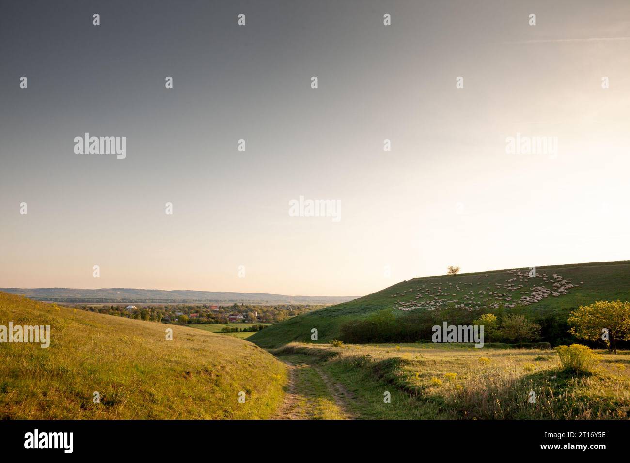 Foto di un campo e di un cielo soleggiato al crepuscolo in estate, su titelski breg, o collina di titel. Titelski Breg o Titel Hill è un altopiano loess situato nel Voj Foto Stock