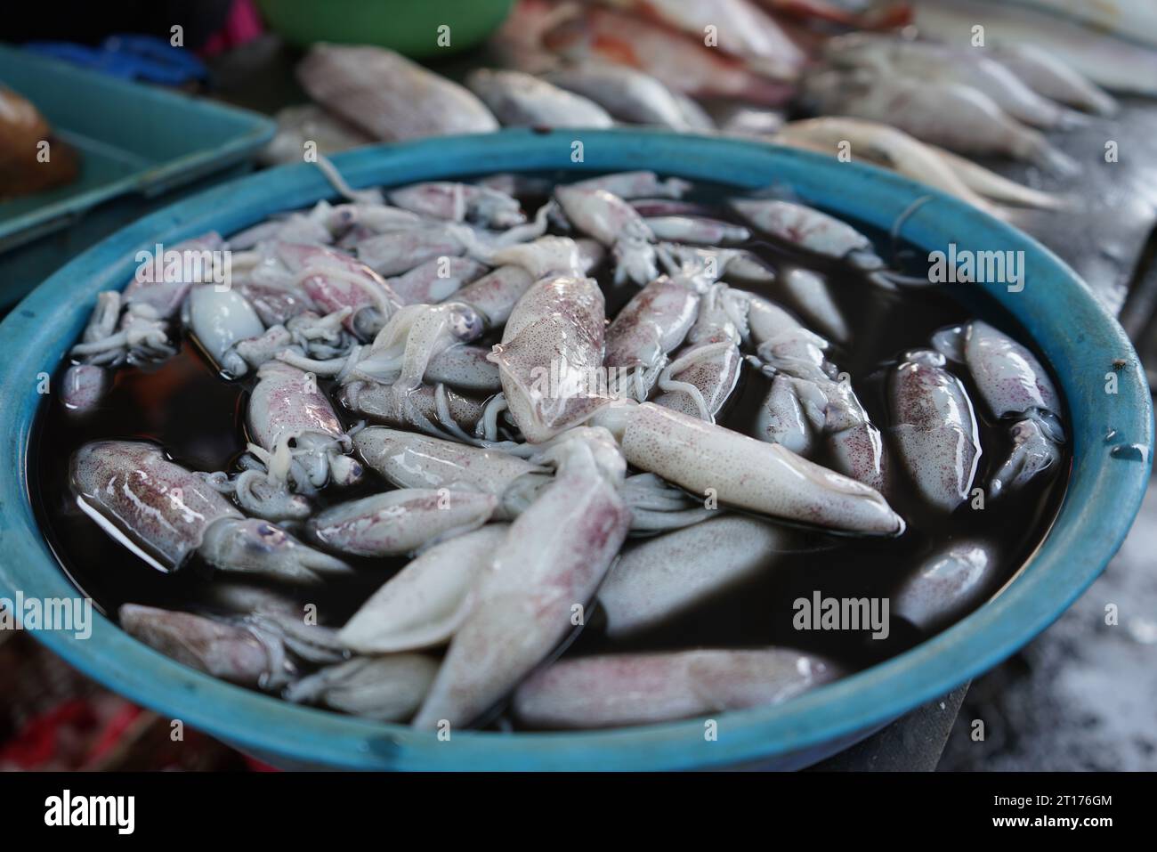 I calamari catturati dai pescatori vengono venduti direttamente all'asta prima di essere venduti al mercato più vicino. Il calamaro sembra ancora fresco. Foto Stock