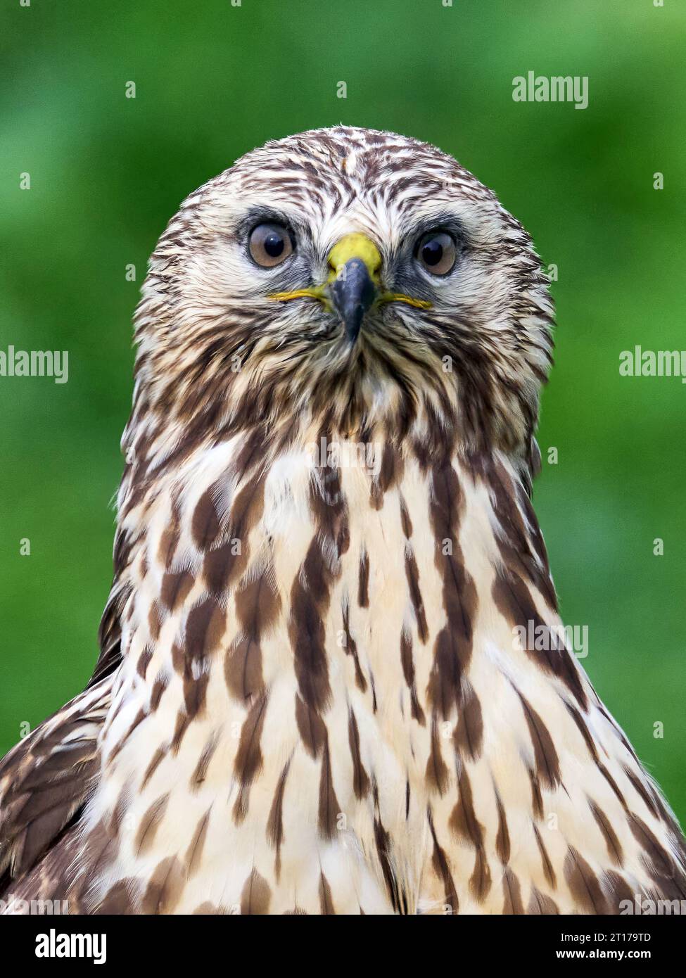 Poiana ruvida (Buteo lagopus) nel suo ambiente naturale Foto Stock