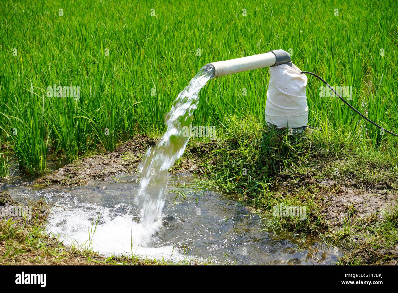 Irrigazione di campi di riso utilizzando pozzi pompa con la tecnica di pompare acqua dal suolo per fluire nei campi di riso. La stazione di pompaggio. Foto Stock