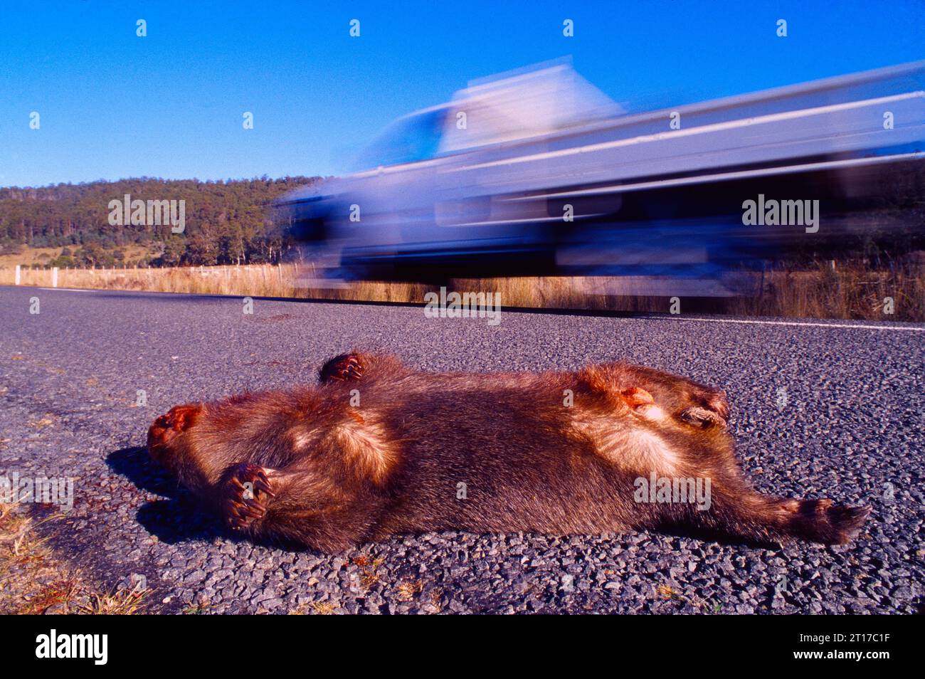 Morte wombat roadkill sull'autostrada nel nord della Tasmania Foto Stock