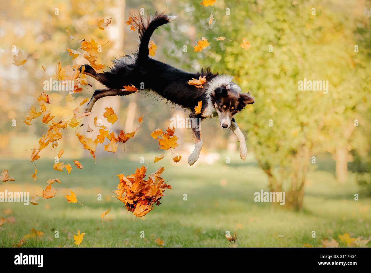 Border Collie che gioca con le foglie d'acero. Stagione autunnale. Cane in autunno. Foto Stock