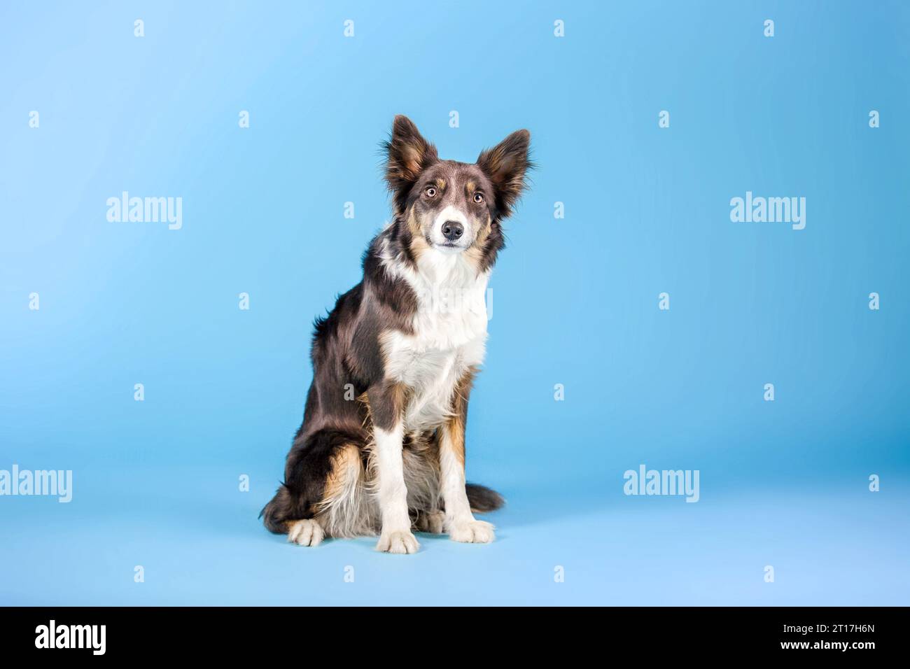 Border Collie cane nello studio fotografico su sfondo blu Foto Stock