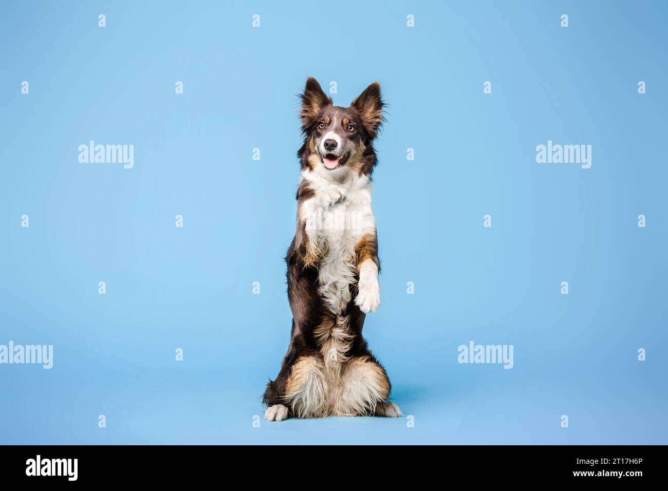 Border Collie cane nello studio fotografico su sfondo blu Foto Stock