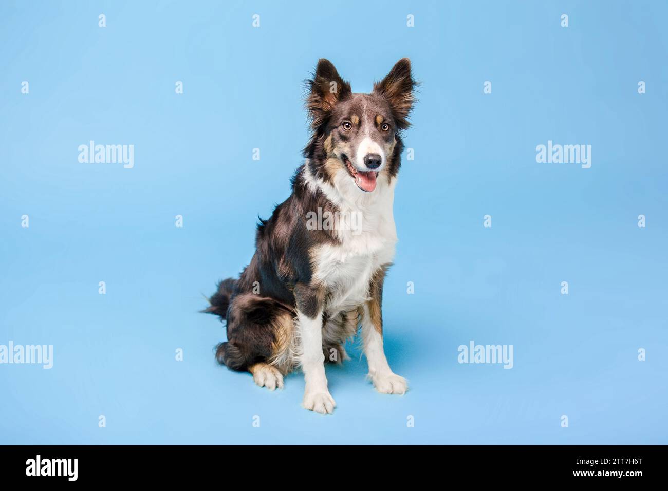 Border Collie cane nello studio fotografico su sfondo blu Foto Stock