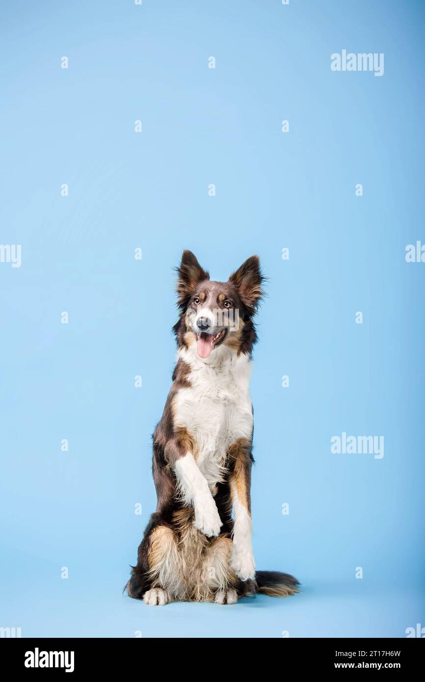 Border Collie cane nello studio fotografico su sfondo blu Foto Stock