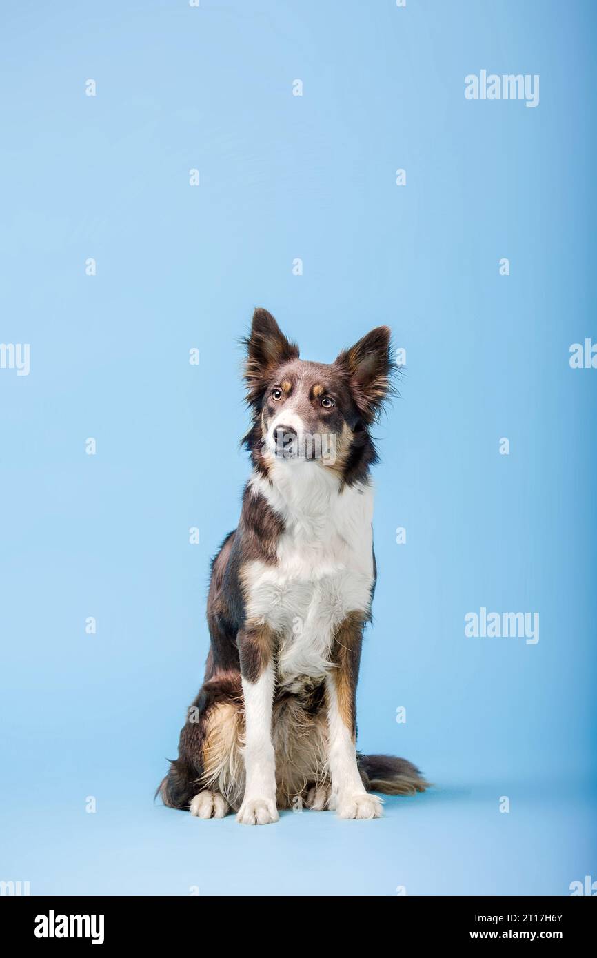 Border Collie cane nello studio fotografico su sfondo blu Foto Stock