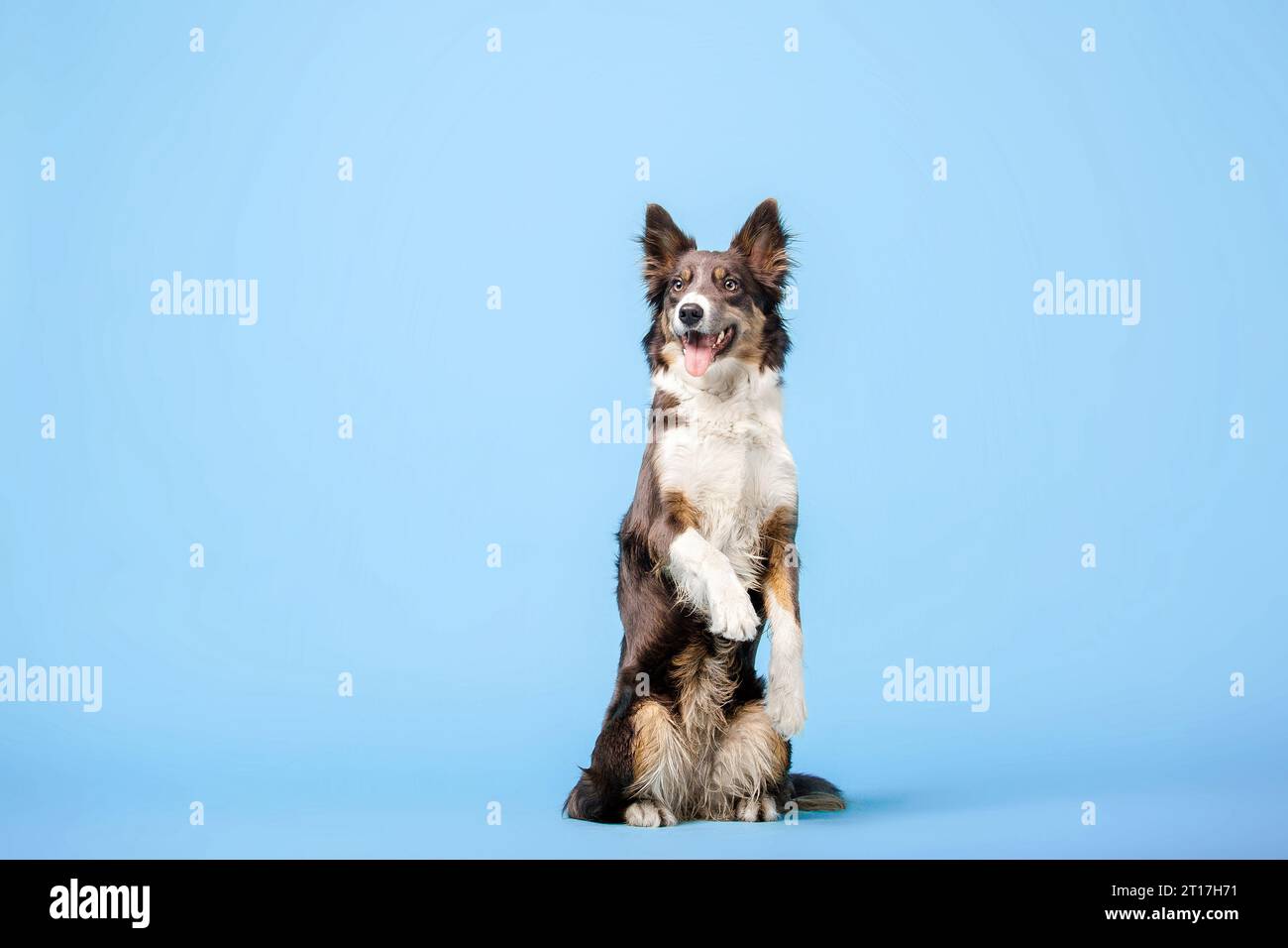 Border Collie cane nello studio fotografico su sfondo blu Foto Stock