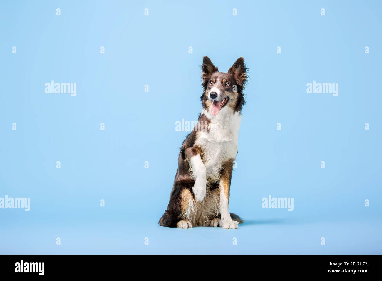 Border Collie cane nello studio fotografico su sfondo blu Foto Stock