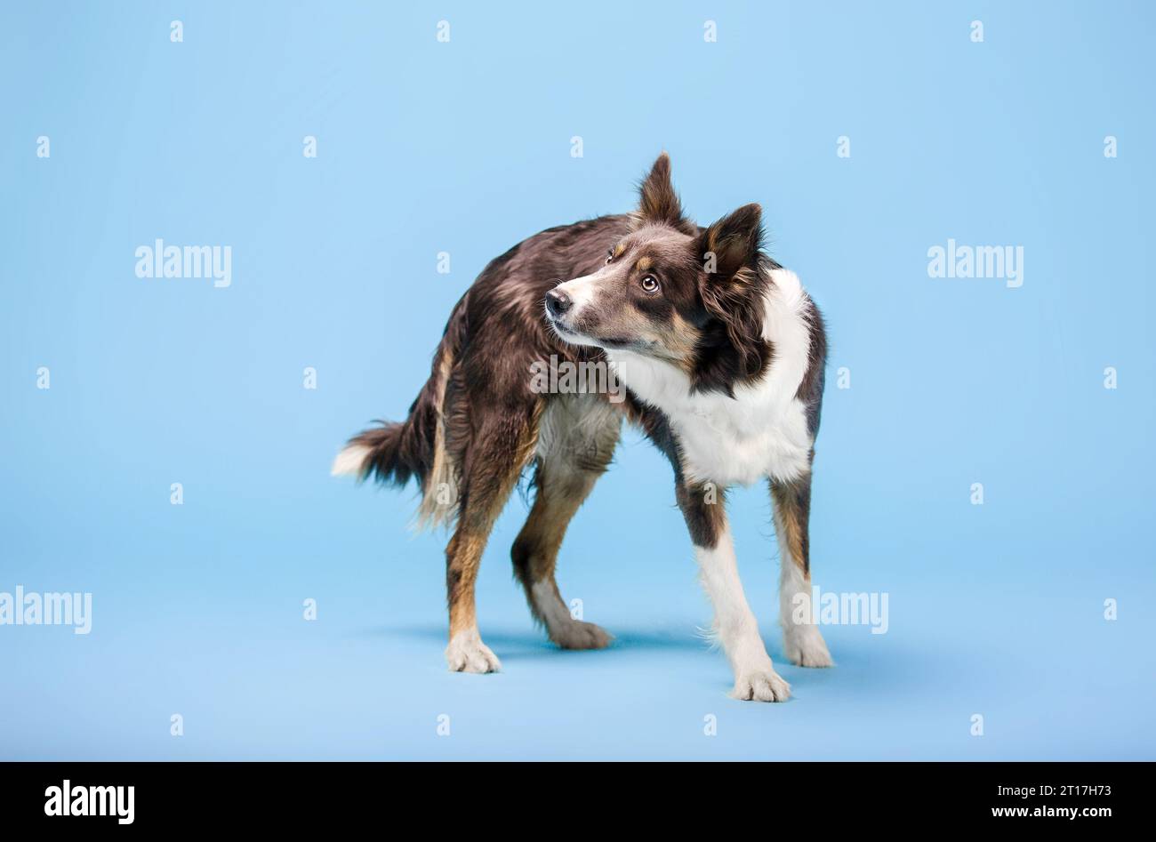 Border Collie cane nello studio fotografico su sfondo blu Foto Stock