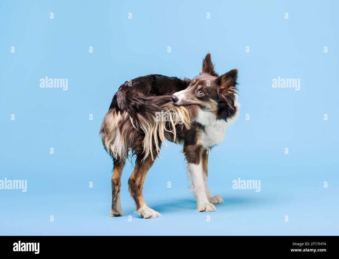 Border Collie cane nello studio fotografico su sfondo blu Foto Stock