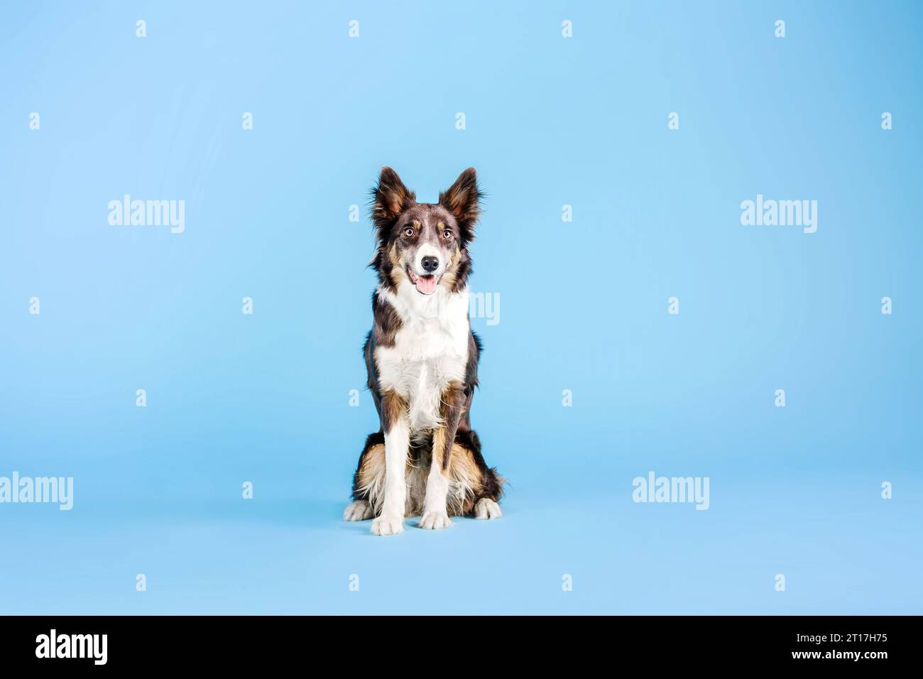 Border Collie cane nello studio fotografico su sfondo blu Foto Stock