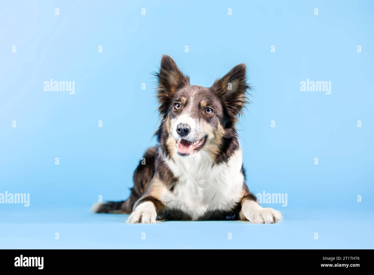 Border Collie cane nello studio fotografico su sfondo blu Foto Stock