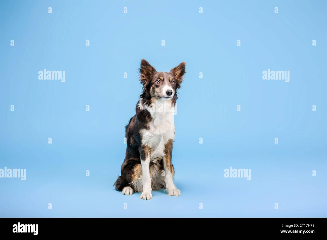 Border Collie cane nello studio fotografico su sfondo blu Foto Stock