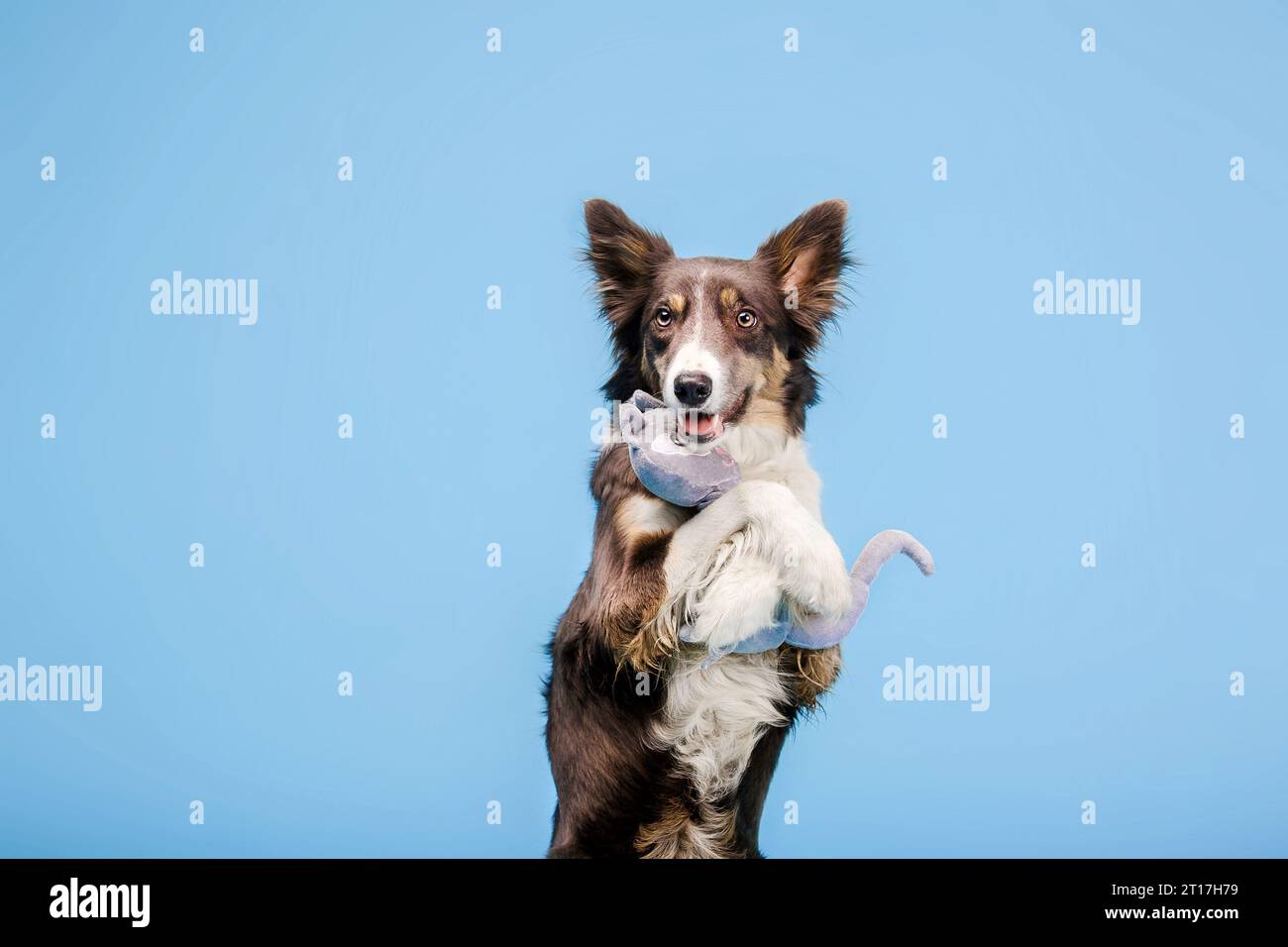 Border Collie cane nello studio fotografico su sfondo blu Foto Stock