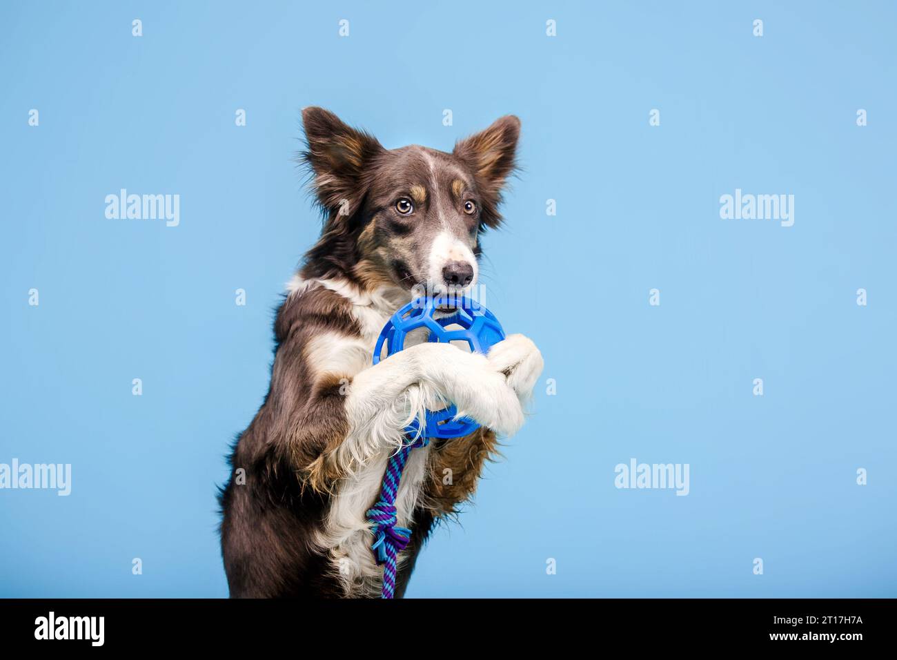 Border Collie cane nello studio fotografico su sfondo blu Foto Stock