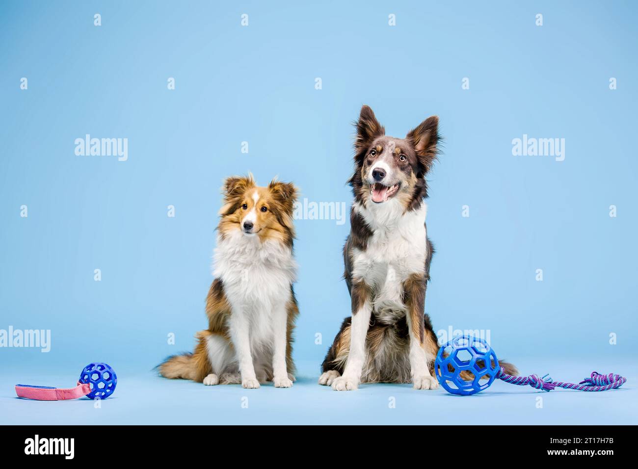 Border Collie Dog e Shetland Sheepdog Dog nello studio fotografico su sfondo blu Foto Stock