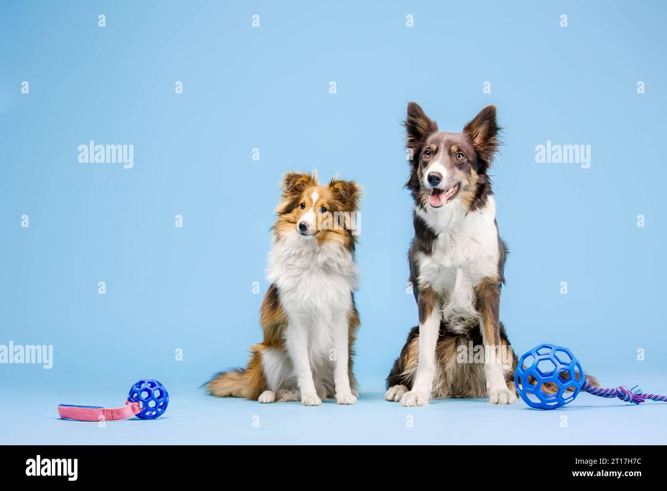Border Collie Dog e Shetland Sheepdog Dog nello studio fotografico su sfondo blu Foto Stock