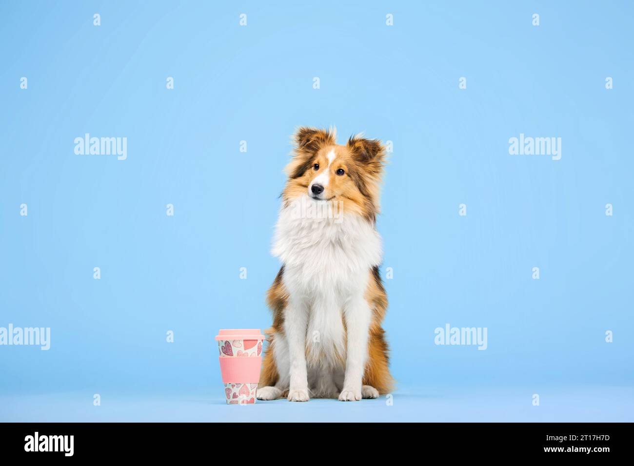 Cane Sheepdog delle Shetland nello studio fotografico su sfondo blu Foto Stock