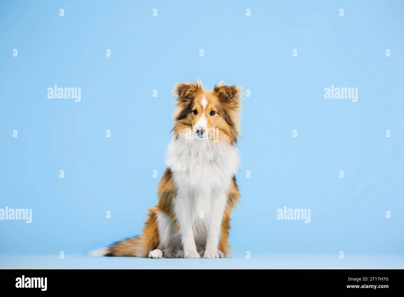 Cane Sheepdog delle Shetland nello studio fotografico su sfondo blu Foto Stock