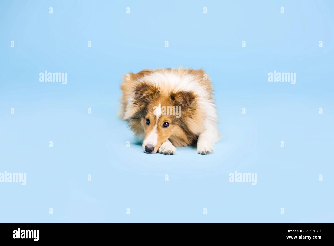 Cane Sheepdog delle Shetland nello studio fotografico su sfondo blu Foto Stock