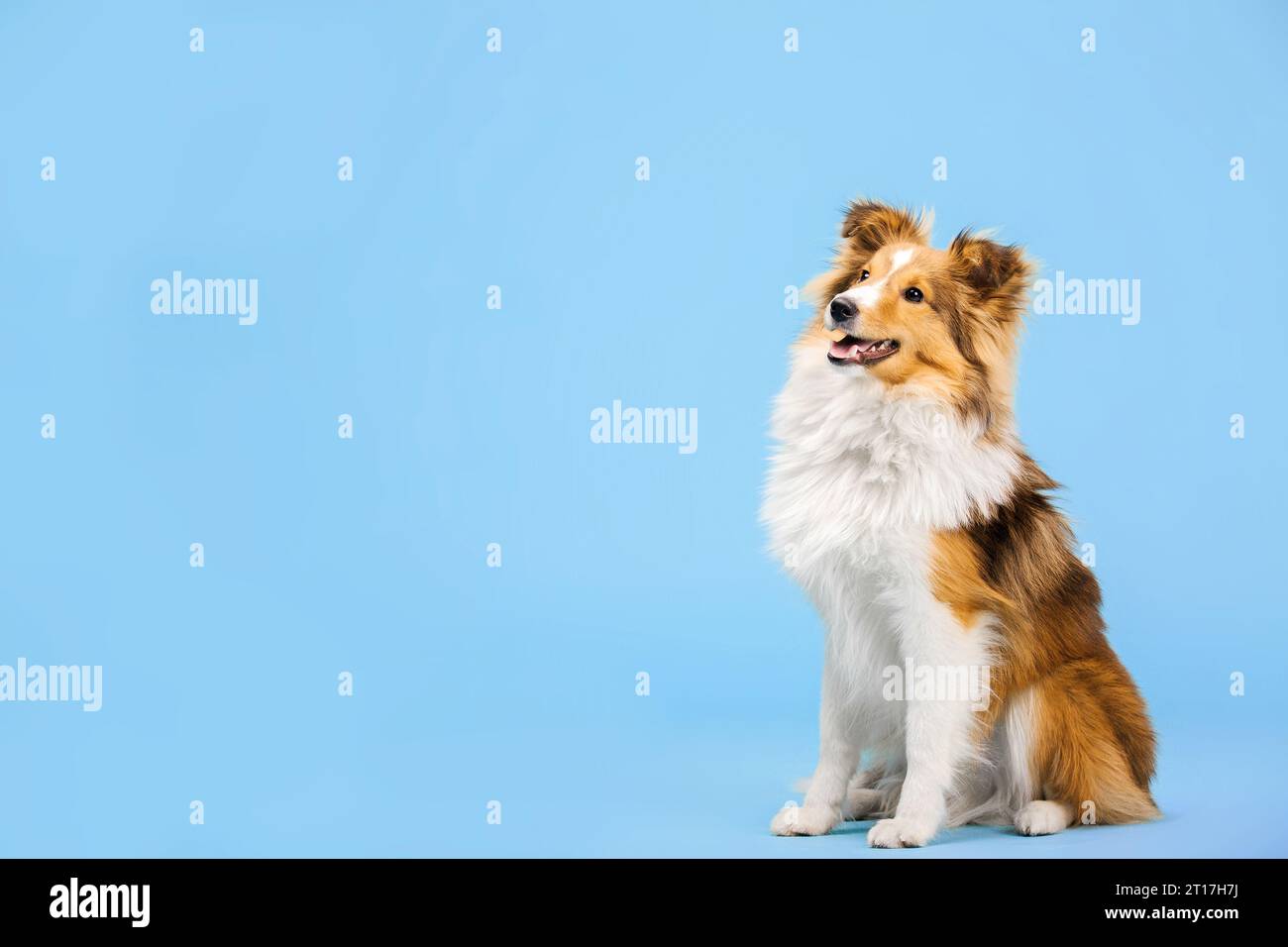 Cane Sheepdog delle Shetland nello studio fotografico su sfondo blu Foto Stock