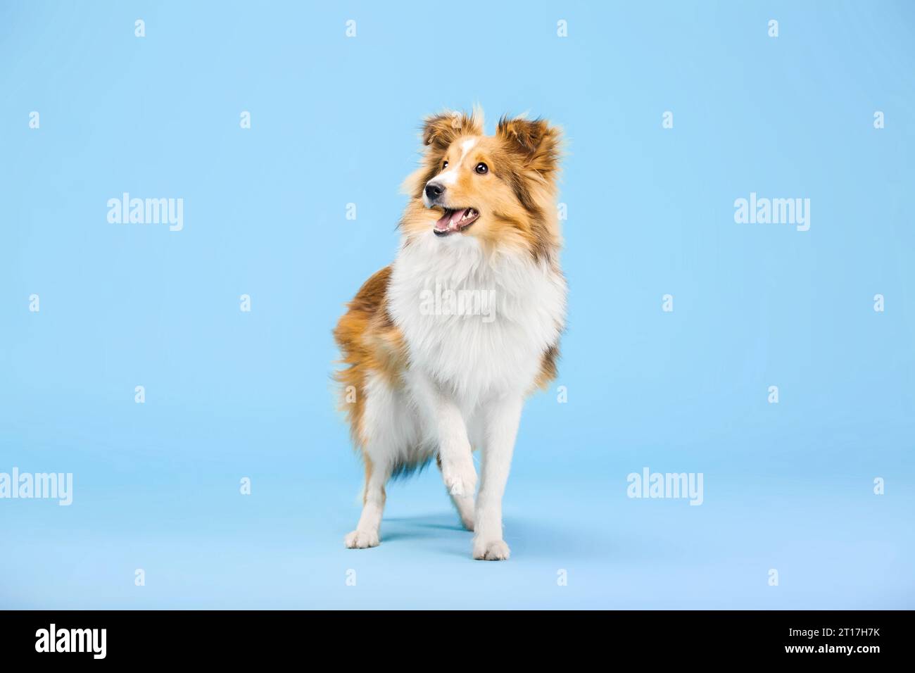 Cane Sheepdog delle Shetland nello studio fotografico su sfondo blu Foto Stock