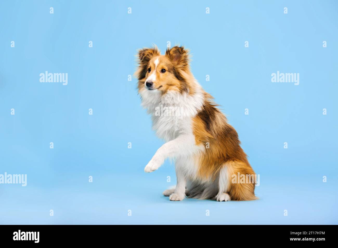 Cane Sheepdog delle Shetland nello studio fotografico su sfondo blu Foto Stock
