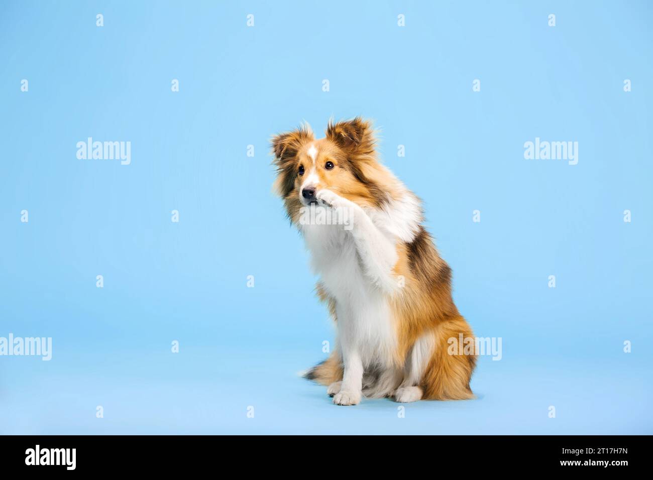 Cane Sheepdog delle Shetland nello studio fotografico su sfondo blu Foto Stock