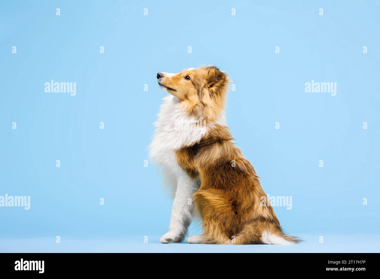 Cane Sheepdog delle Shetland nello studio fotografico su sfondo blu Foto Stock