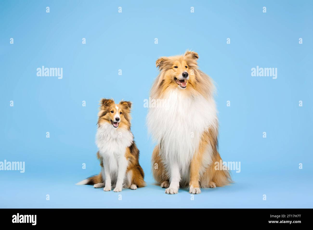 Carino cane Collie e cane Sheepdog Shetland su sfondo blu Foto Stock