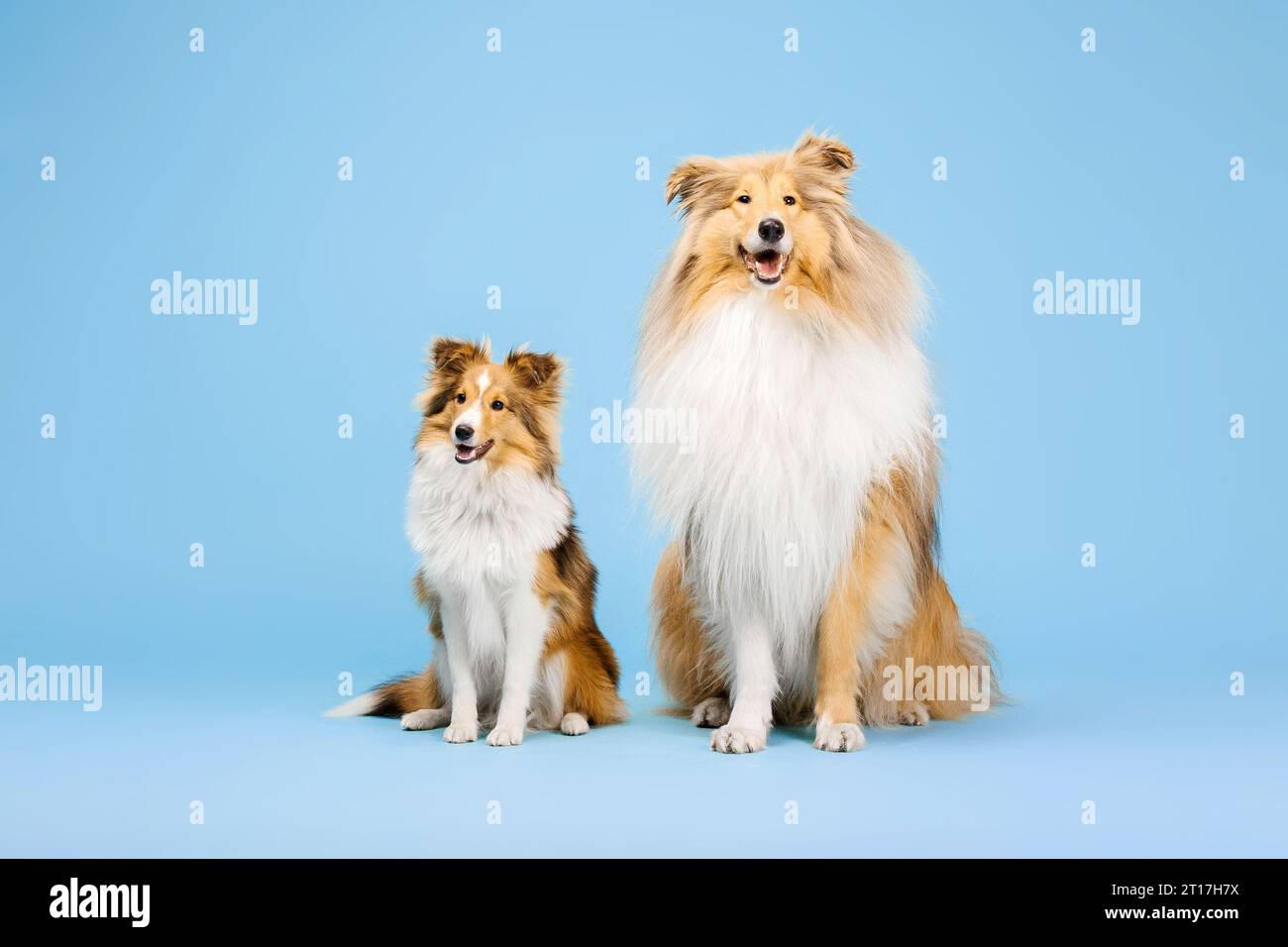 Carino cane Collie e cane Sheepdog Shetland su sfondo blu Foto Stock