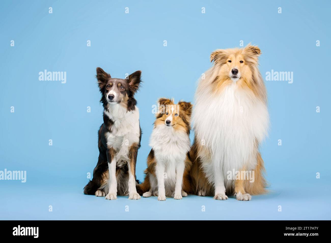 Border Collie Dog, Rough Collie Dog e Shetland Sheepdog Dog nello studio fotografico su sfondo blu Foto Stock