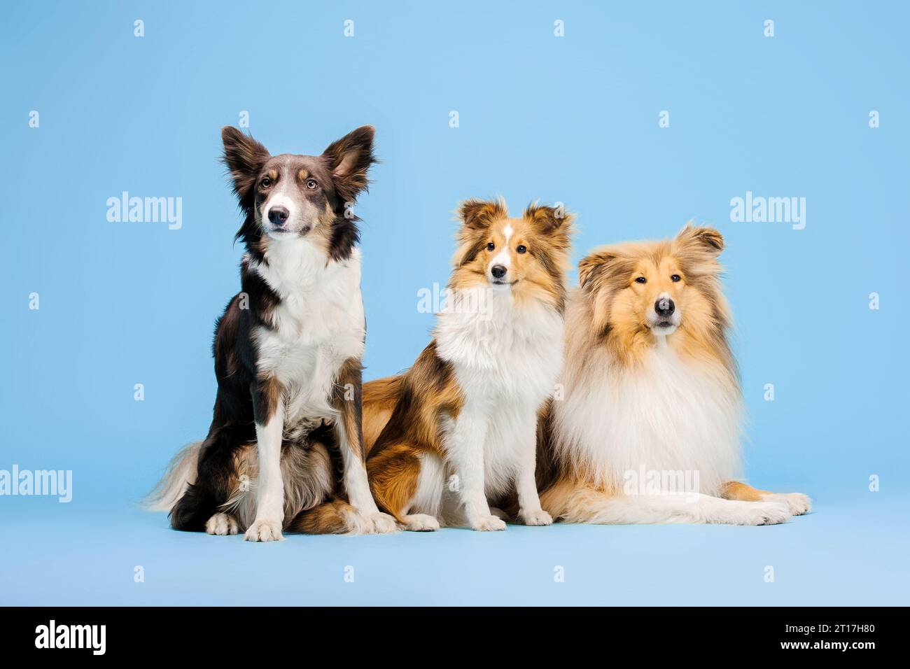 Border Collie Dog, Rough Collie Dog e Shetland Sheepdog Dog nello studio fotografico su sfondo blu Foto Stock