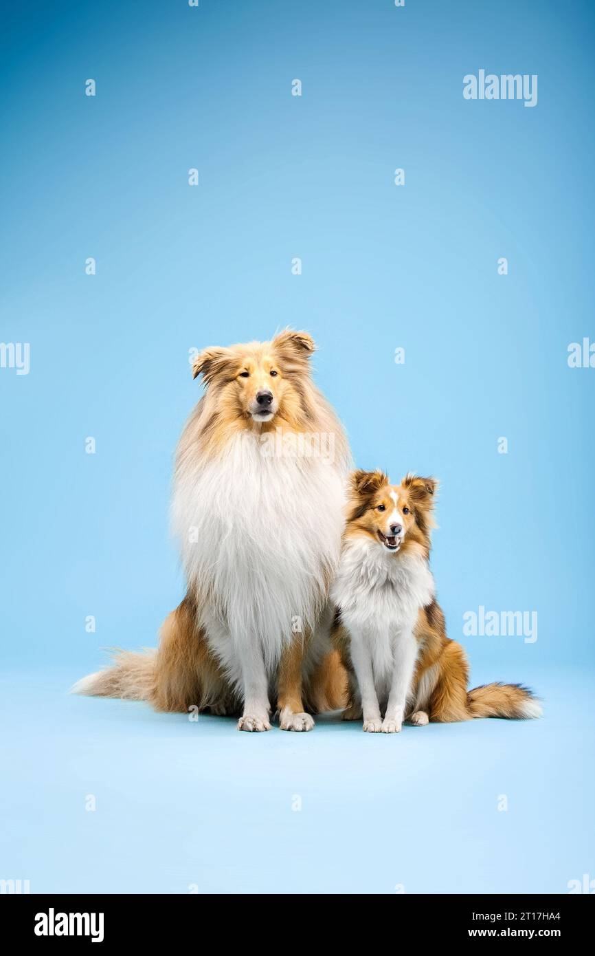 Carino cane Collie e cane Sheepdog Shetland su sfondo blu Foto Stock