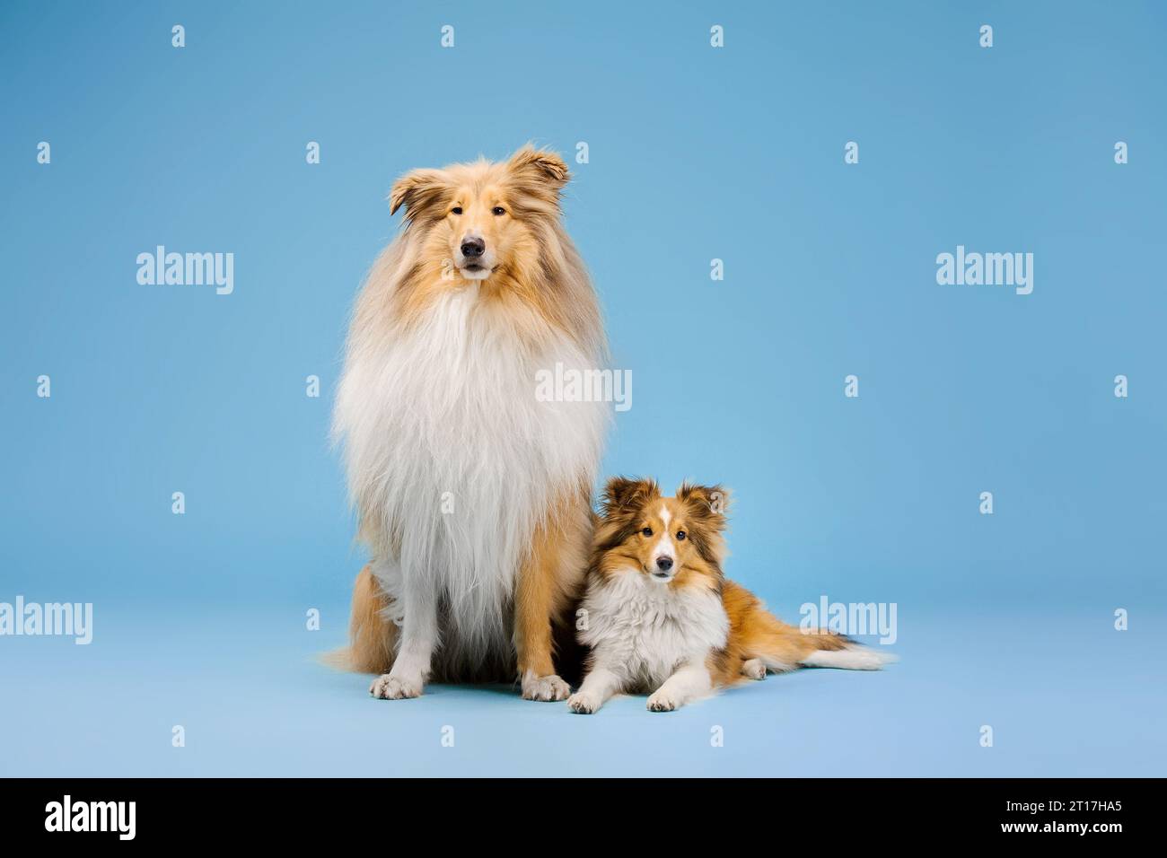 Carino cane Collie e cane Sheepdog Shetland su sfondo blu Foto Stock