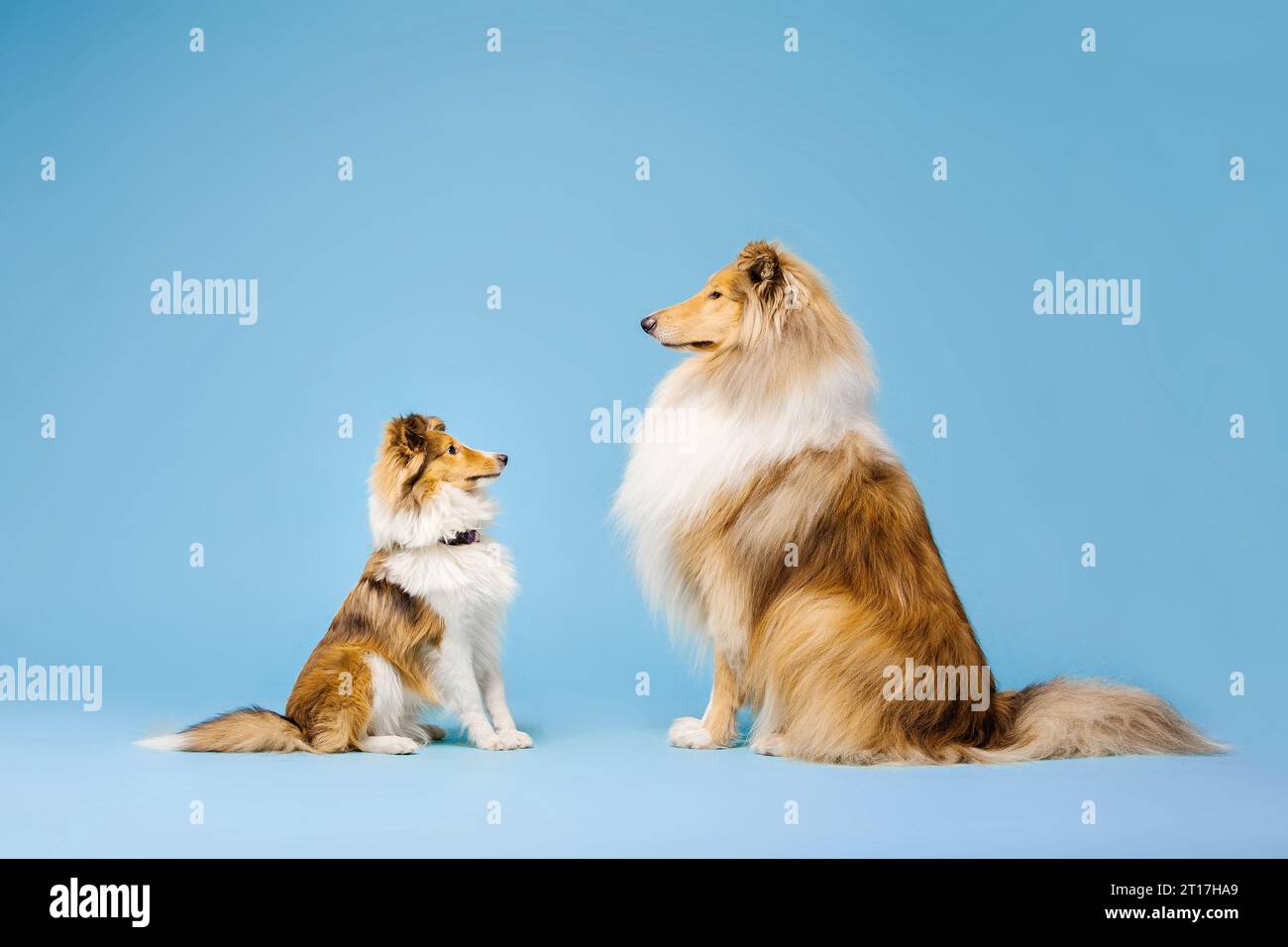 Carino cane Collie e cane Sheepdog Shetland su sfondo blu Foto Stock