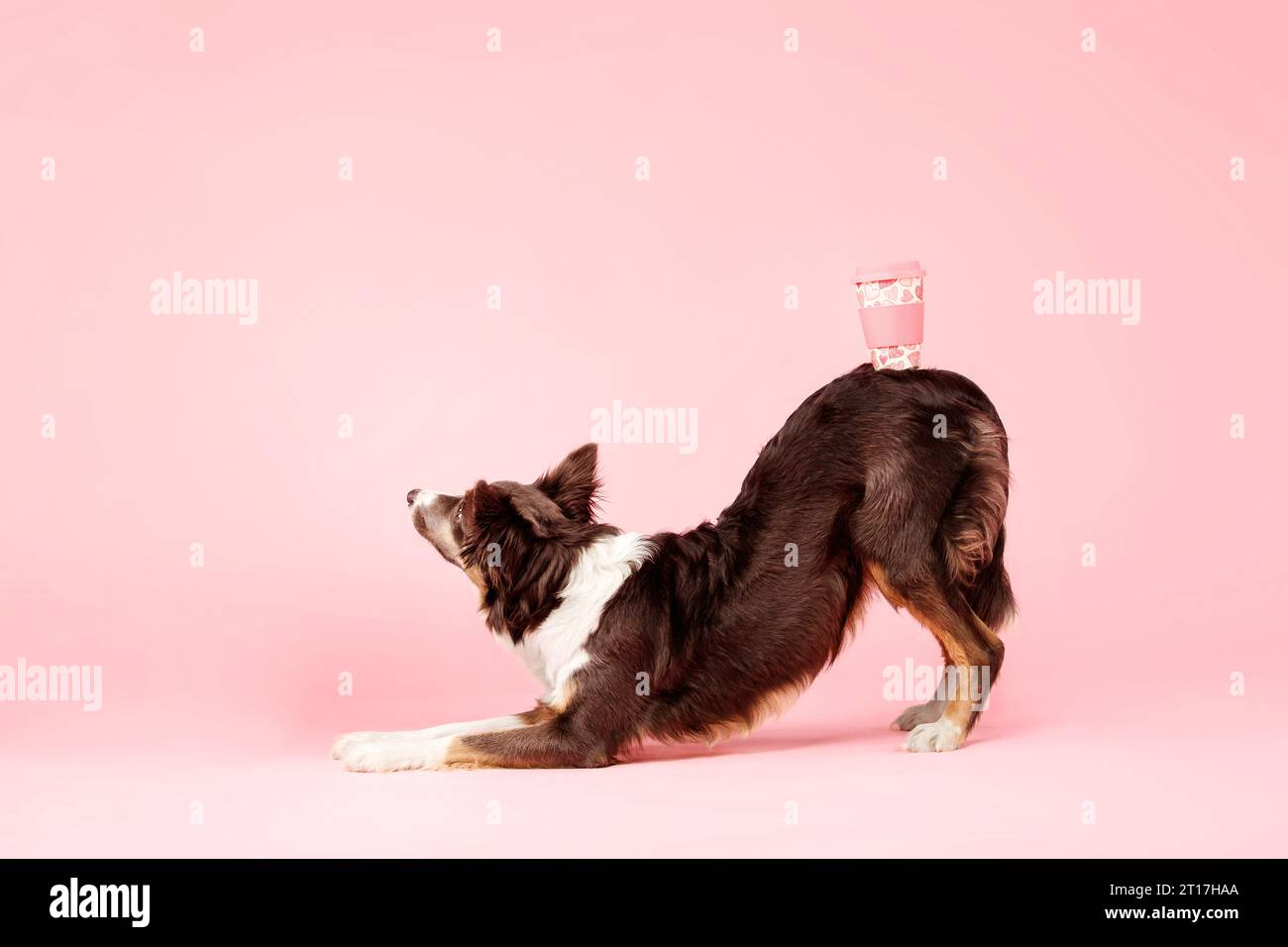 Border Collie Dog nello studio fotografico su sfondo rosa Foto Stock