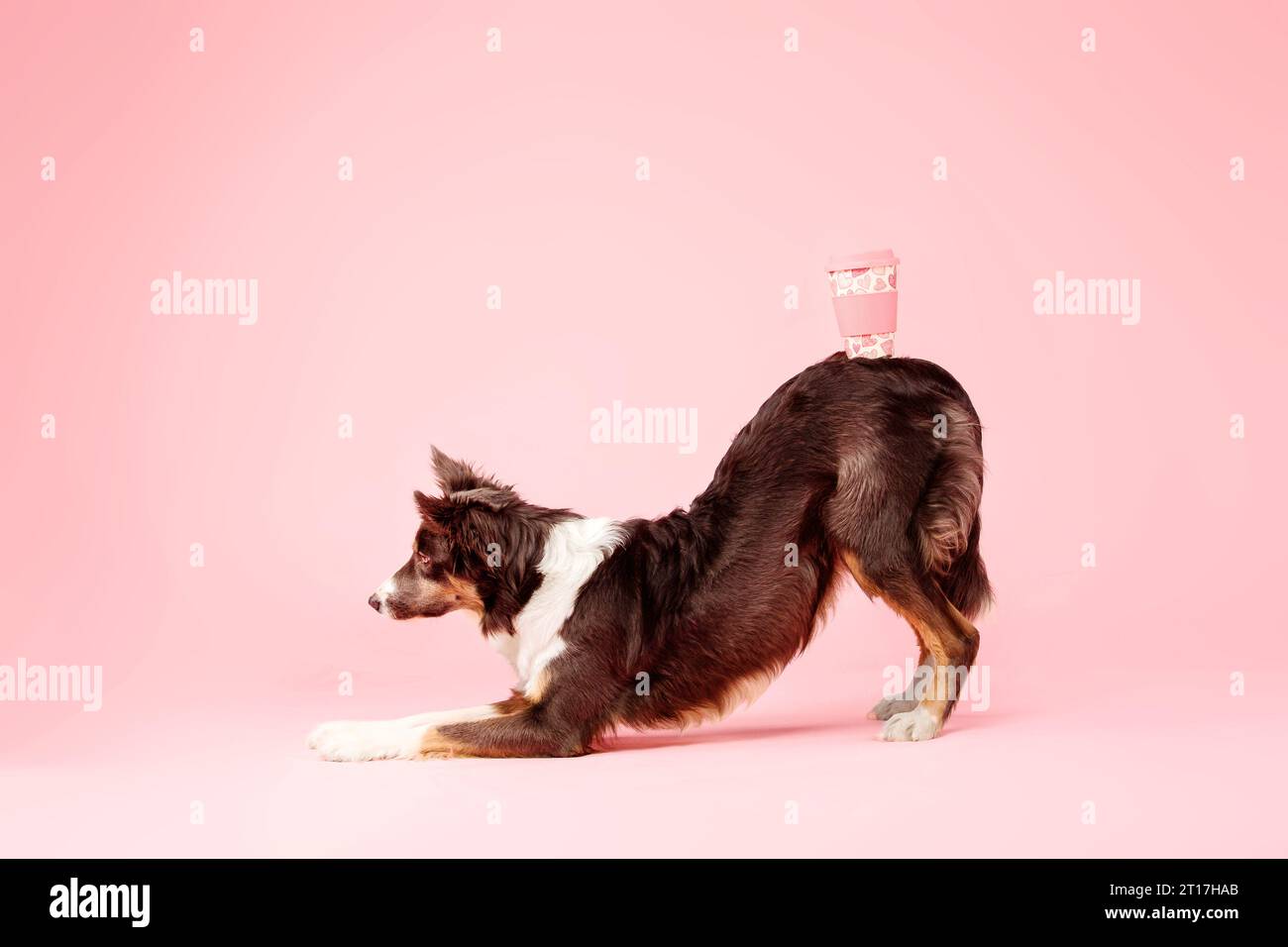 Border Collie Dog nello studio fotografico su sfondo rosa Foto Stock