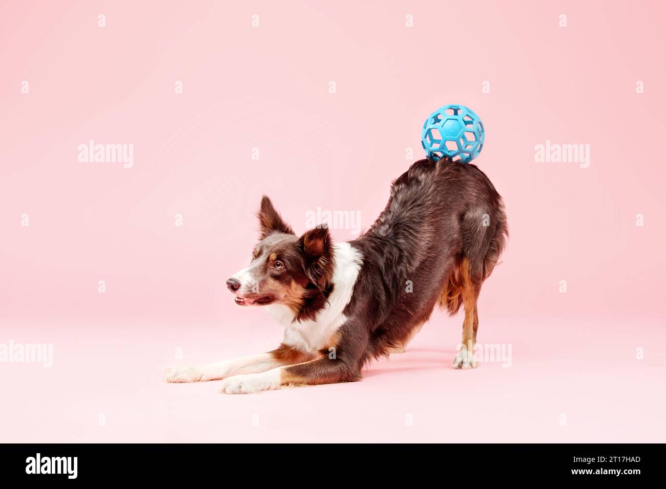 Border Collie Dog nello studio fotografico su sfondo rosa Foto Stock