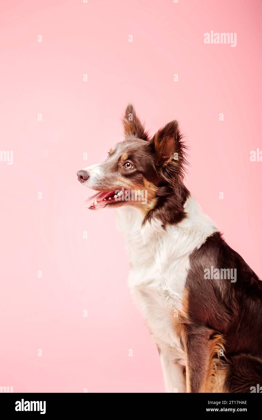Border Collie Dog nello studio fotografico su sfondo rosa Foto Stock