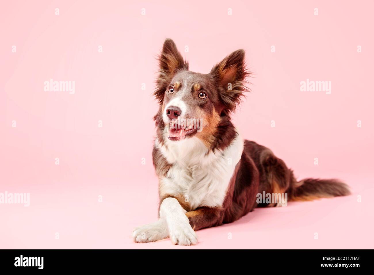 Border Collie Dog nello studio fotografico su sfondo rosa Foto Stock