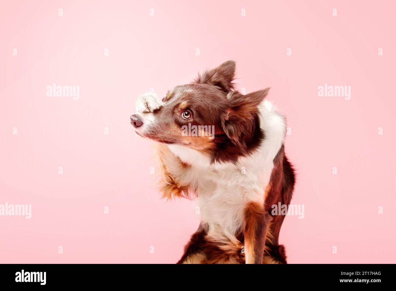 Border Collie Dog nello studio fotografico su sfondo rosa Foto Stock